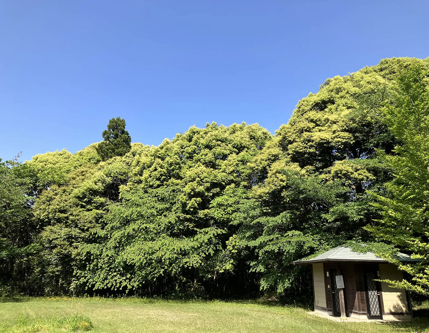 富士加瀬公園の新緑